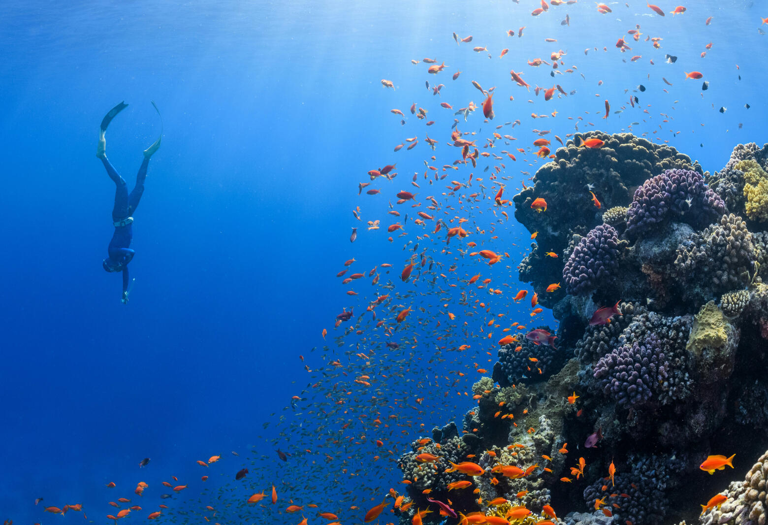 Freediving Freediving