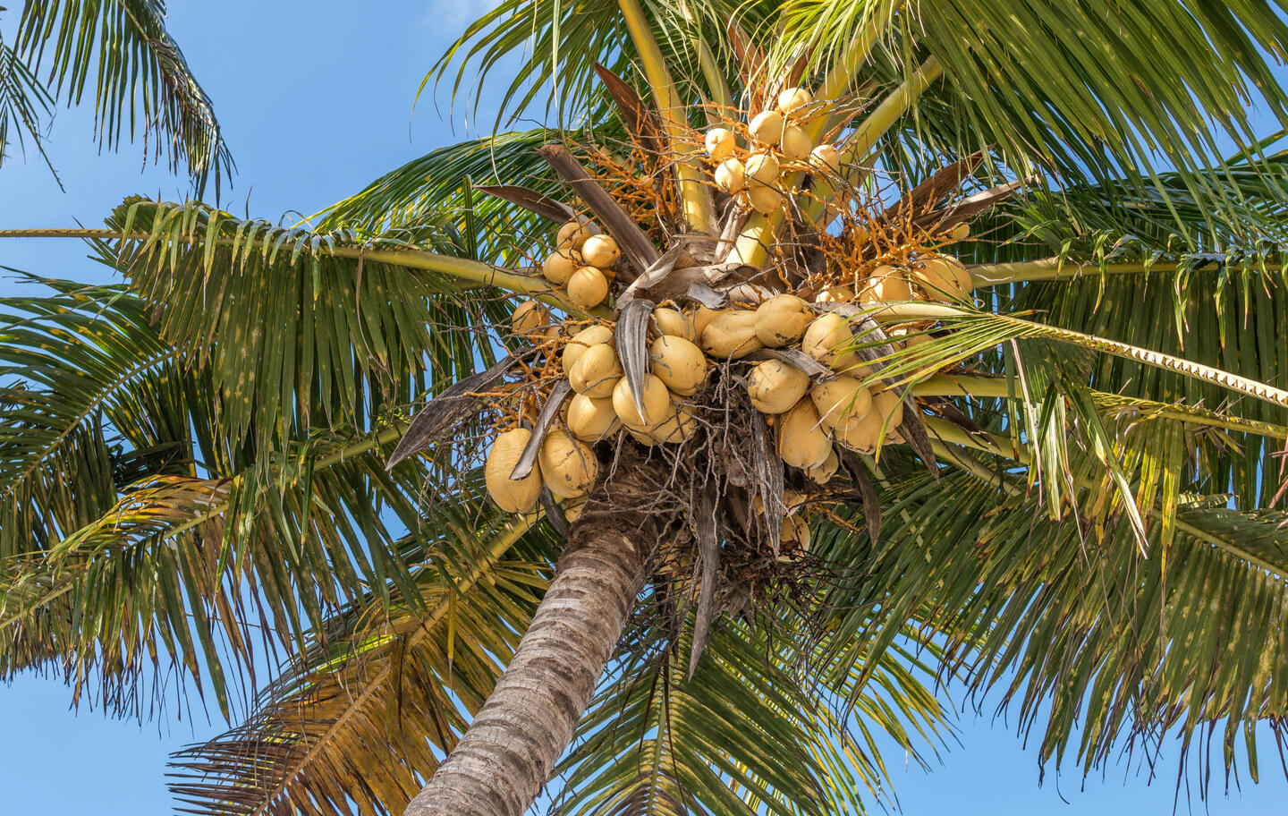 Cambaya Beach Resort Coconut Workshop Cambaya Beach Resort Coconut Workshop