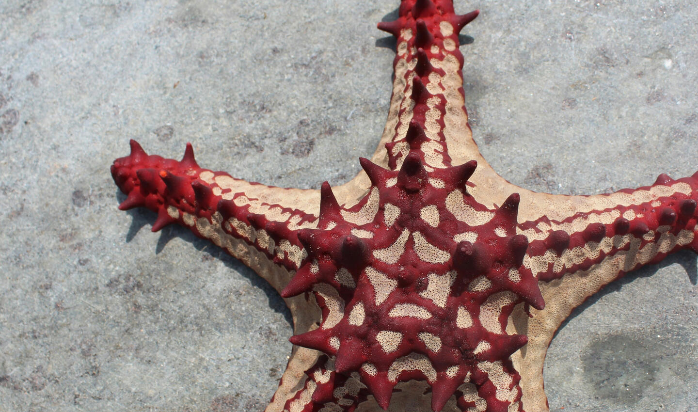 Cambaya Beach Resort Tide Pool Observation Cambaya Beach Resort Tide Pool Observation