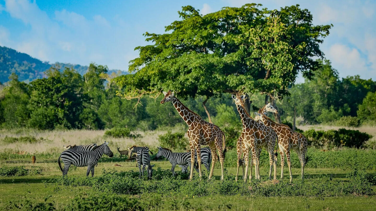 Cambaya Beach Resort Calauit Reserve Cambaya Beach Resort Calauit Reserve