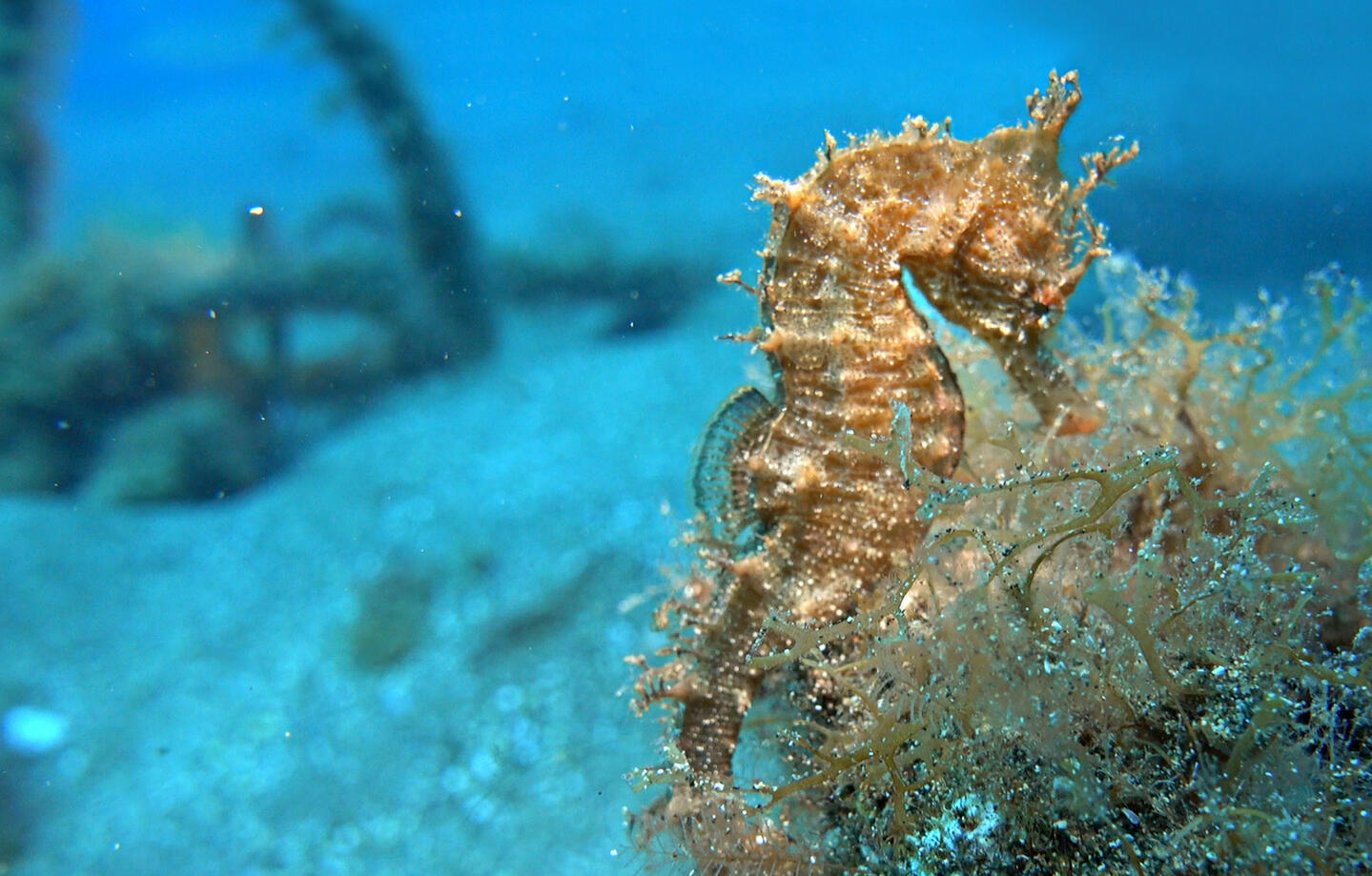 Cambaya Beach Resort Scuba diving Scuba diving