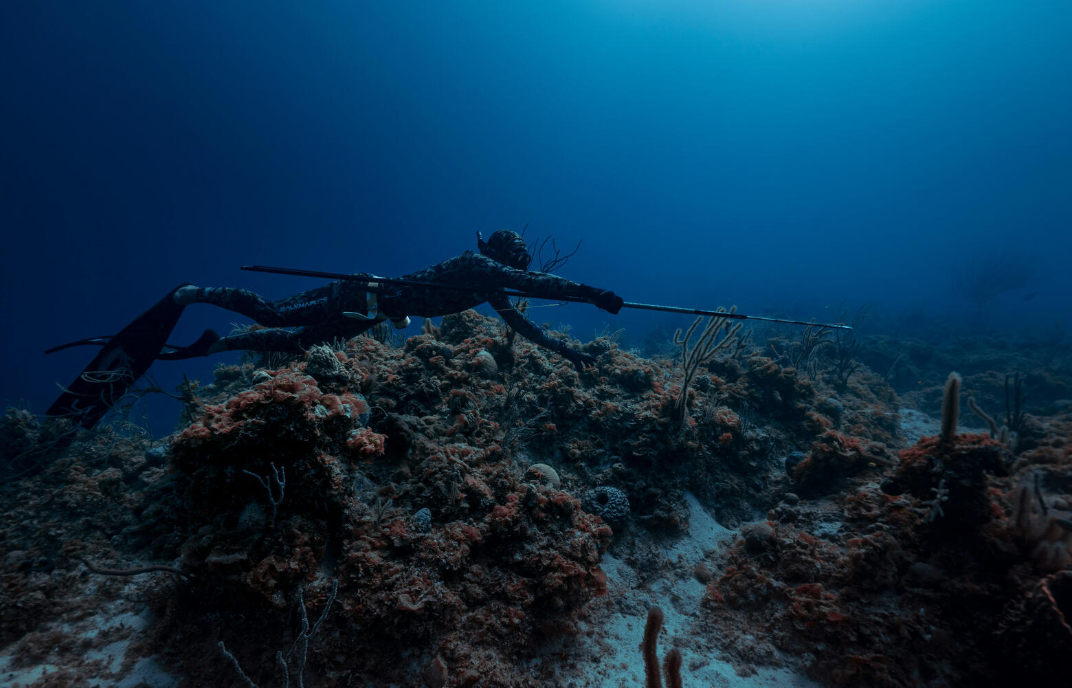 Spearfishing at Dawn Spearfishing at Dawn