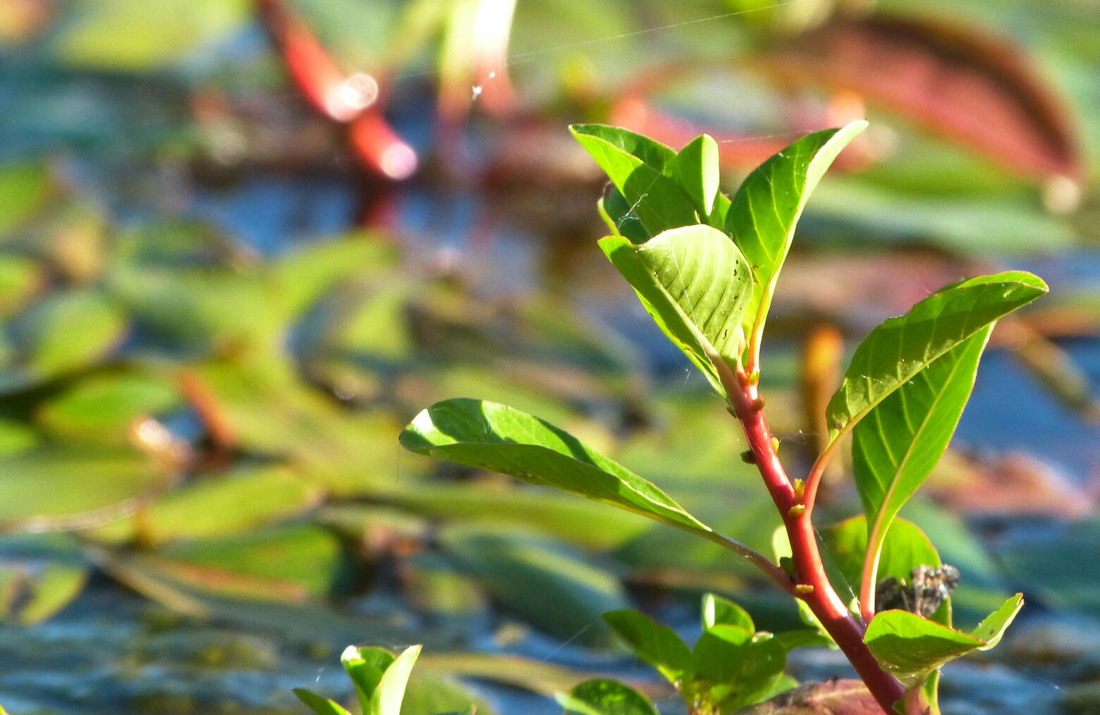 Mangrove Drift Mangrove Drift
