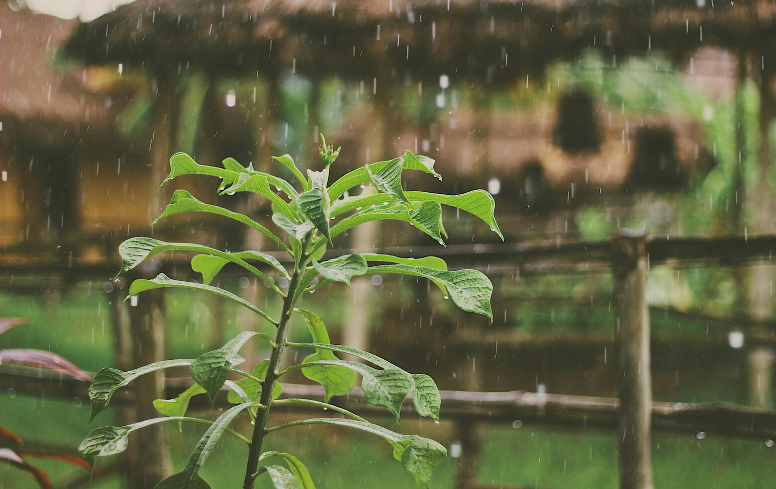 Rain Bath Rain Bath