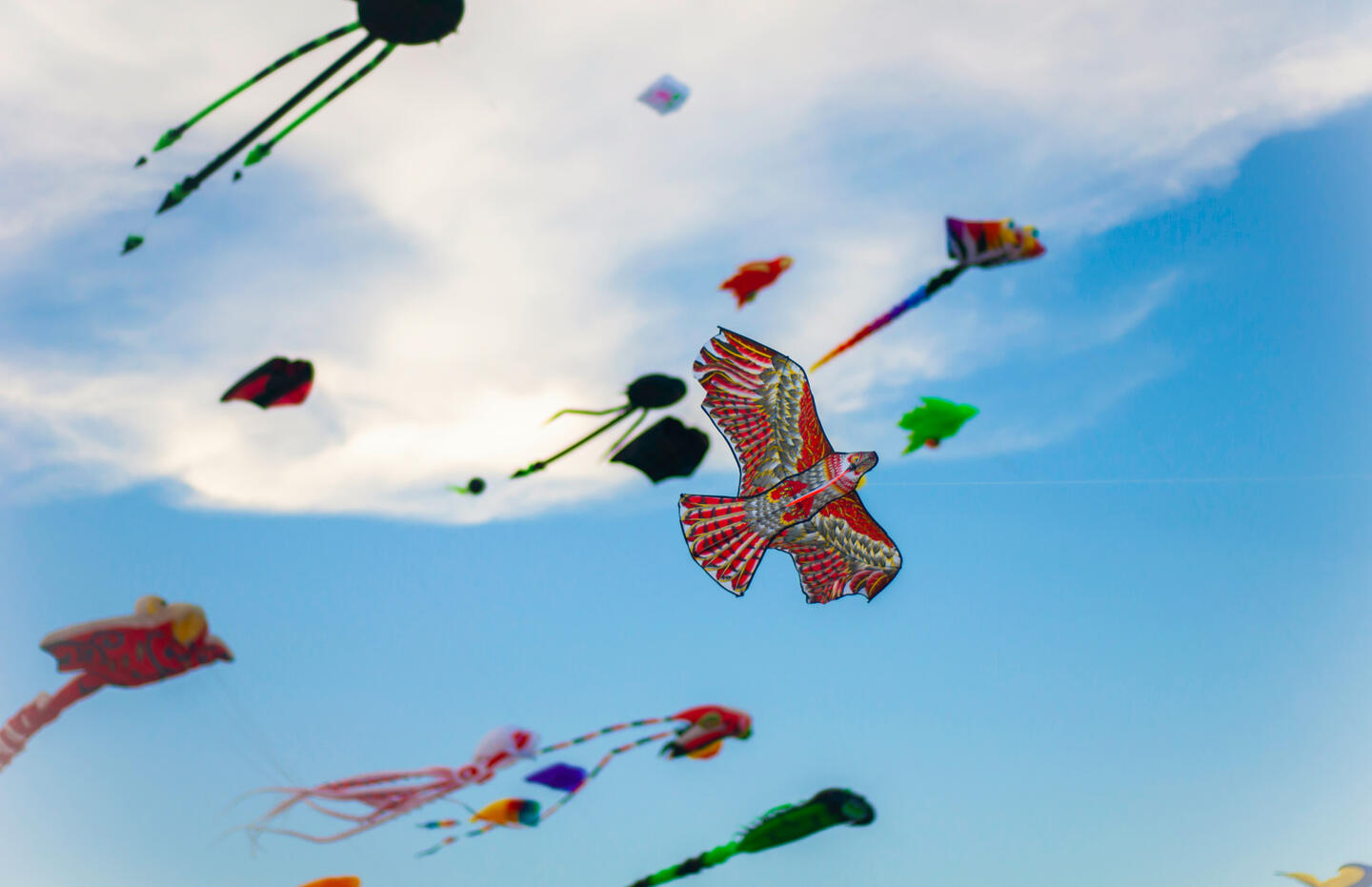 Cambaya Beach Resort Kite Flying Cambaya Beach Resort Kite Flying