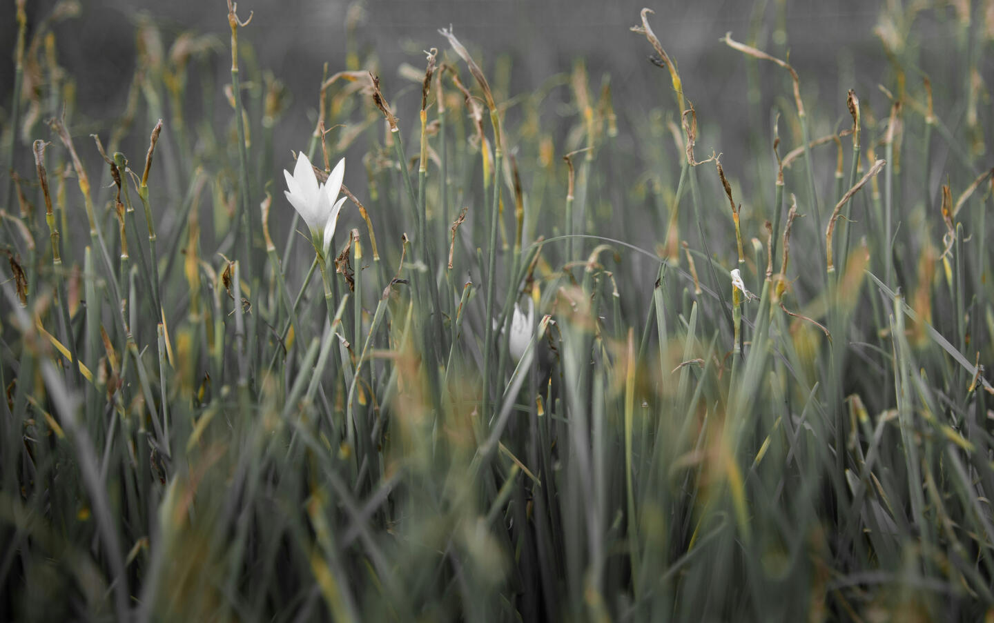Cambaya Beach Resort Massage in the Open Air Cambaya Beach Resort Massage in the Open Air