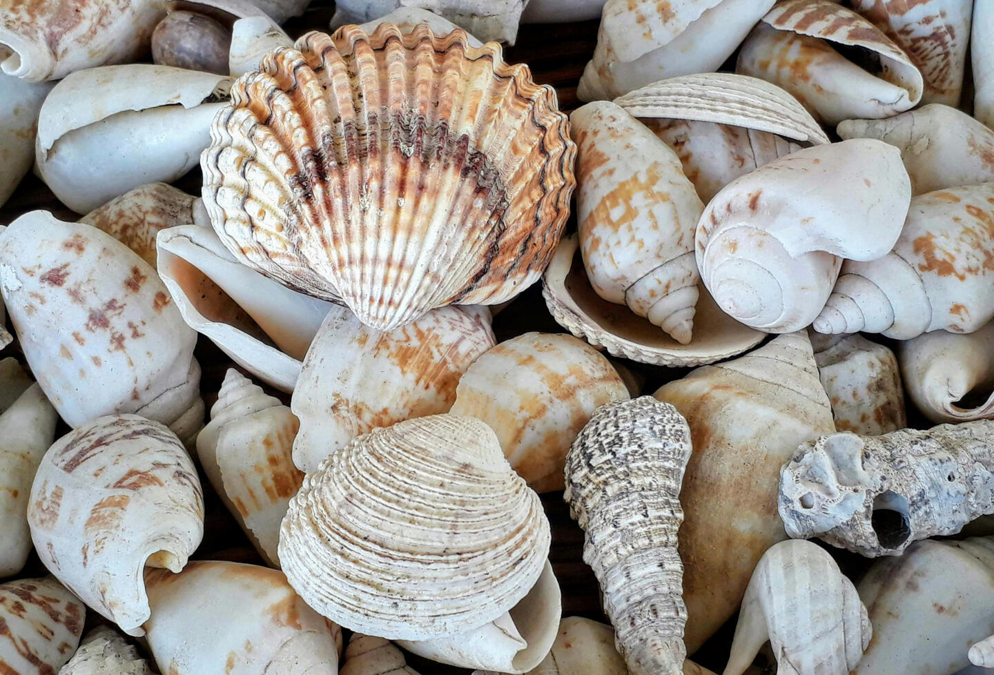 Cambaya Beach Resort Shell Workshop