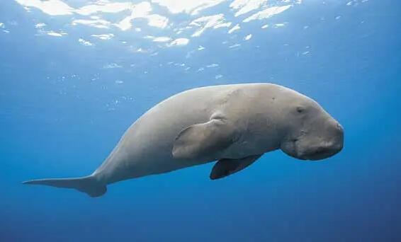 Cambaya Beach Resort Island Cinema